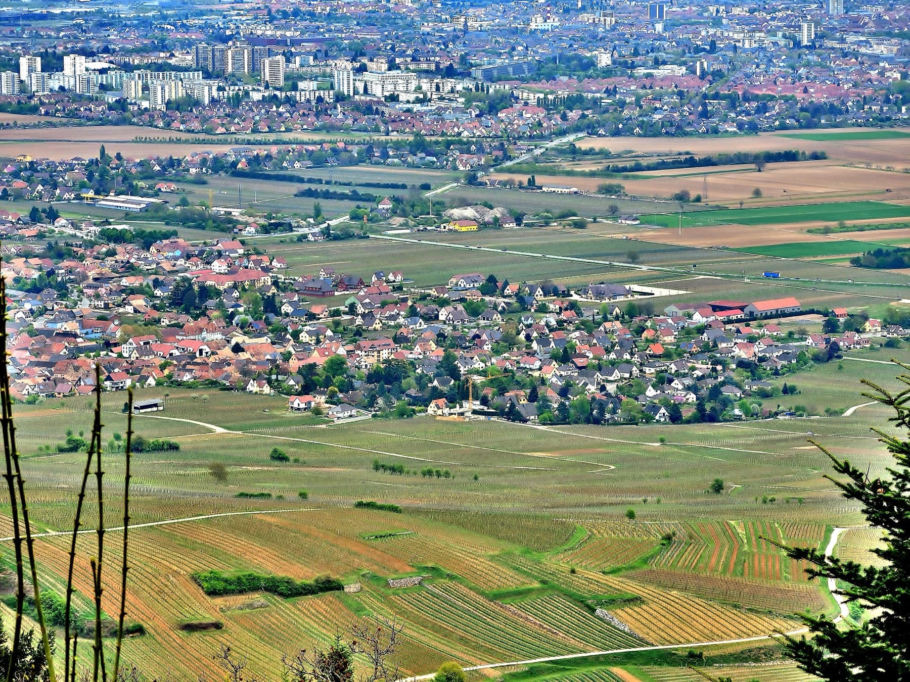 Elsässer Weinstraße